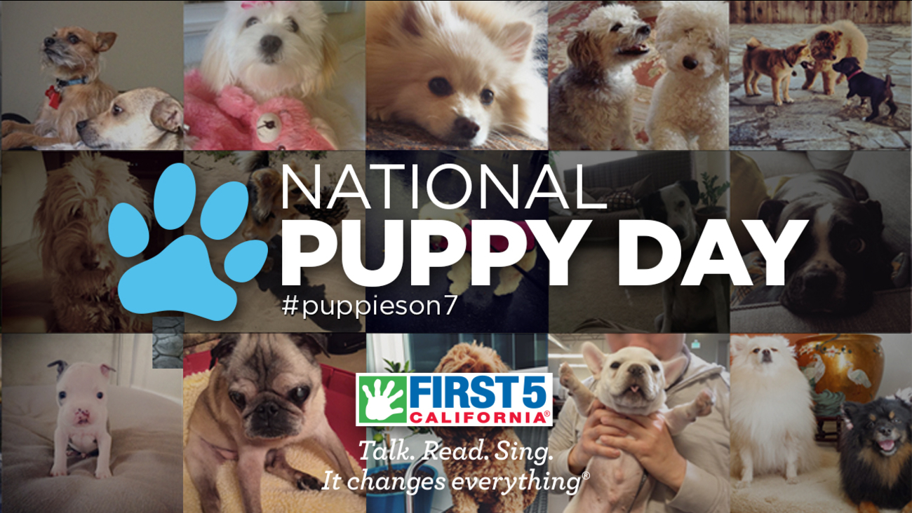 ABC7 adoption event with Perfect Pet partners for National Puppy Day ...
